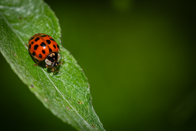 瓢虫在绿叶上爬行摄影图片